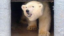 How Misha the polar bear changed zoos forever