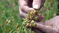 Harvest