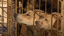 Dog rescuer and vet on UK's imported strays