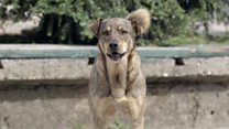 'Why dogs should stay in their own country'