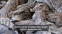 Nama jiruun isaa naacha kunuunsuu ta'e Aarbaa Mincirraa maal jedha?