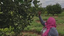 'Waggaa 12tti nama biyya Arabaatii dhufetti na heerumsisan'