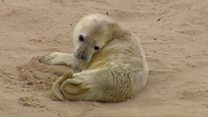Grey seal birth captured on film