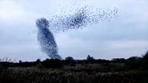 'Mesmerising' murmuration caught on film