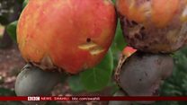 Matangazo ya Dira ya Dunia TV