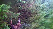 Sea Eagles