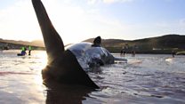 Whale