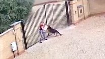 CCTV shows YouTube star's dog attacking woman