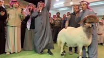 څښتن یې ګډ په ۱۳۱ زره ډالرو ونه پلوره