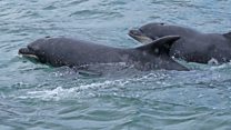 Dolphins, whales and seals sightings in 'hundreds'