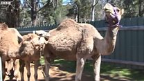 Nin hilibka geela ku iibiya Australia oo ka hadlay geela lagu laynayo dalkaas