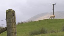 Crofting