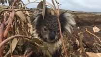 Koalas 'lying dead' at logging site