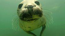 Grey seals filmed clapping underwater