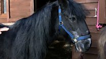 The 'last surviving pit pony' enjoying retirement
