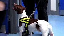 Schools turn to sniffer dogs to combat drugs