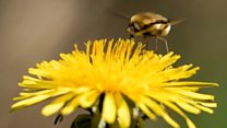 Keeping your garden flourishing during lockdown