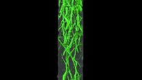 Antarctic tree roots from the time of the dinosaurs