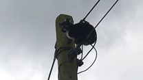 Cat rescued from live cables on electricity pole