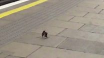 'Dancing' mice spotted on quiet Tube platform