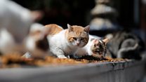Pets abandoned over coronavirus fears