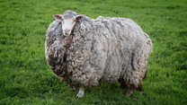 Prickles the sheep is a self-isolation pro
