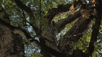 The trees that survived the bombing of Hiroshima