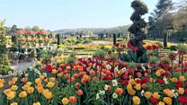 Coronavirus: Virtual flower festival delivers riot of colour