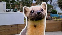Pine marten sighting 'not because of lockdown'