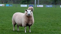 Rugby club signs flock of sheep to keep pitch