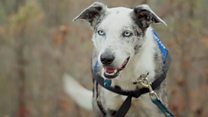 Bear the dog saves more than 100 injured koalas