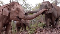 Elephants flee to survive coronavirus starvation