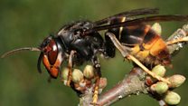 Have you seen this hornet?