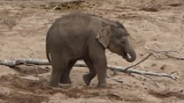 UK's big zoos at risk of closure