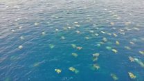 ICYMI: Thousands of sea turtles and robot graduations