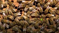 How honeybees perform queen duets