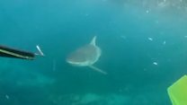 Australian teenagers film 'scary' shark encounter