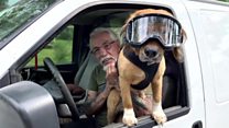 ICYMI: Dog goggles and a plant audience