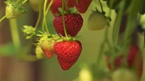 Who needs Wimbledon? Strawberry sales soar