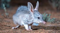 The bilbies ‘thriving’ after a 100-year absence