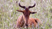 Saving one of the world's rarest antelope