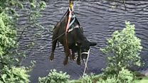 'High steaks' rescue as cow airlifted to safety