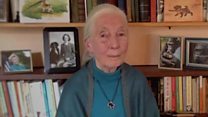 Goodall: 'Great hope' chimpanzees can survive