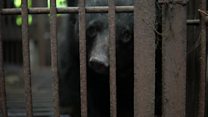 South Korea's moon bears slaughtered for medicine