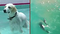 ICYMI: Dog pool party, and whales v surfers