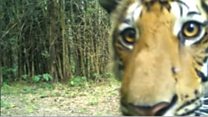 Hidden cameras capture Thai tigers