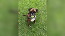 'We saw the dog walker on the camera hitting Bella'