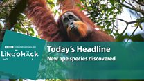 Lingohack: 8 November 2017: Ape: Image with headlines