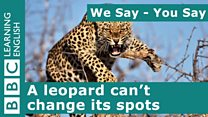 leopard.jpg