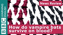 News Review: Vampire bats' blood-only diet: Image